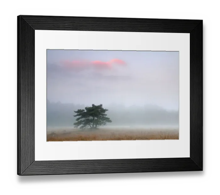 Framed Print : Scots pine tree (Pinus sylvestris) at dawn, Klein Schietveld, Brasschaat, Belgium Framed Print : Scots pine tree (Pinus sylvestris) at dawn, Klein Schietveld, Brasschaat, Belgium