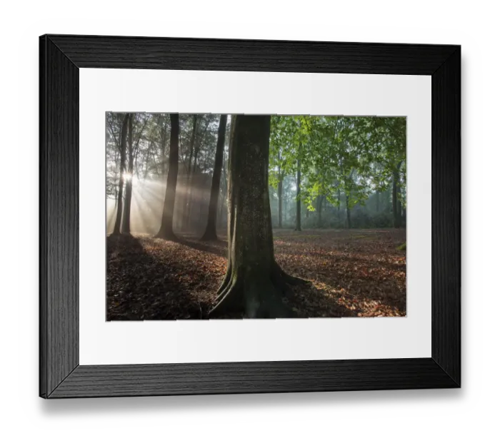 Framed Print : Beech wood (Fagus sylvatica) Peerdsbos, Brasschaat, Belgium Framed Print : Beech wood (Fagus sylvatica) Peerdsbos, Brasschaat, Belgium