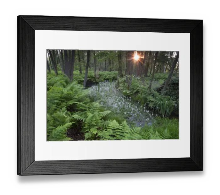 Framed Print : Waterviolet / featherfoil (Hottonia palustris) at sunset, Groot Schietveld, Wuustwezel Framed Print : Waterviolet / featherfoil (Hottonia palustris) at sunset, Groot Schietveld, Wuustwezel
