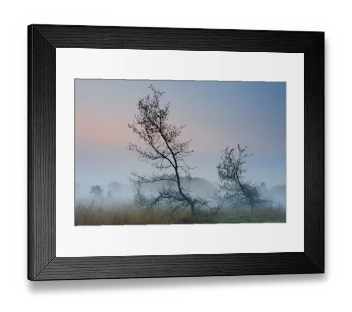 Framed Print : Oak (Quercus robur) at dawn, Klein Schietveld, Brasschaat, Belgium Framed Print : Oak (Quercus robur) at dawn, Klein Schietveld, Brasschaat, Belgium