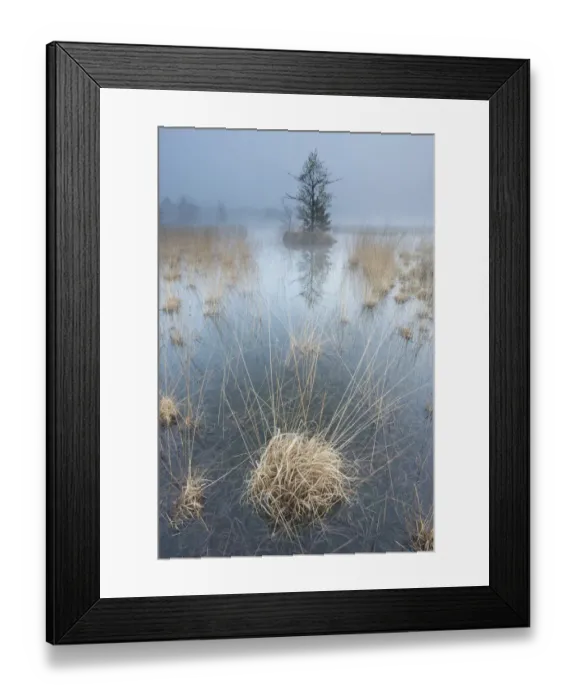 Framed Print : Wetland at sunrise, Klein Schietveld, Brasschaat, Belgium