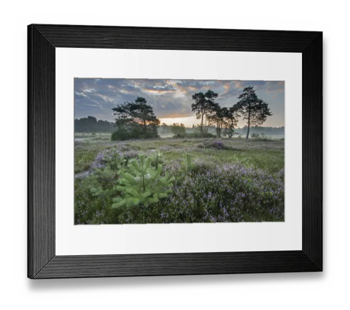 Framed Print : Heather (Calluna vulgaris) at dawn, with distant Klein Schietveld, Brasschaat, Belgium Framed Print : Heather (Calluna vulgaris) at dawn, with distant Klein Schietveld, Brasschaat, Belgium