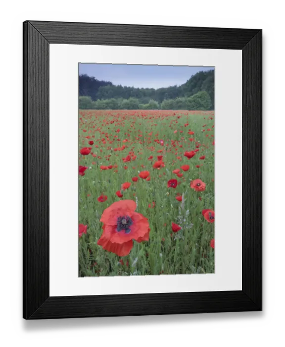 Framed Print : Poppy (Papaver rhoeas) De Inslag, Brasschaat, Belgium Framed Print : Poppy (Papaver rhoeas) De Inslag, Brasschaat, Belgium