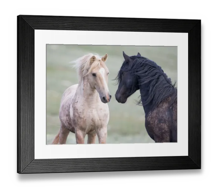 Framed Print : Wild Mustang horses interacting, Pryor mountains, Montana, USA. June Framed Print : Wild Mustang horses interacting, Pryor mountains, Montana, USA. June
