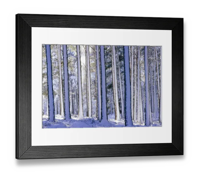 Framed Print : Pine forest after snowstorm, Strathspey, Scotland, UK Framed Print : Pine forest after snowstorm, Strathspey, Scotland, UK