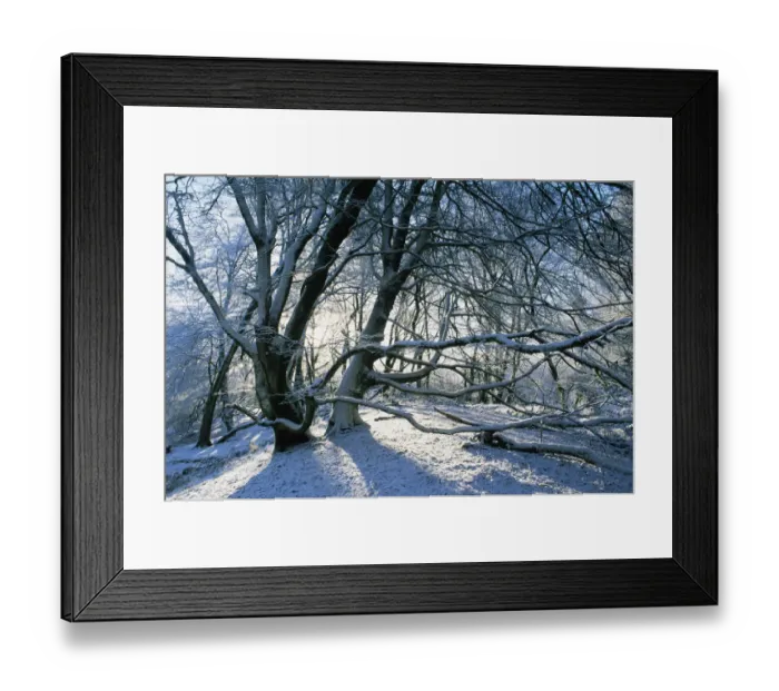 Framed Print : Lewesdon Beechwood in winter, Dorset, UK Framed Print : Lewesdon Beechwood in winter, Dorset, UK