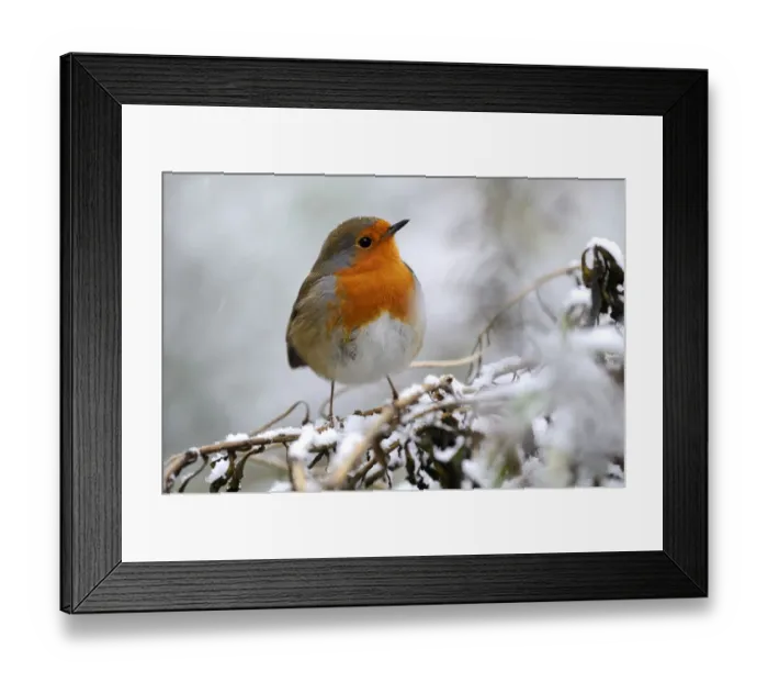 Framed Print : Robin (Erithacus rubecula) perched on branch in snow, Broxwater, Cornwall, UK Framed Print : Robin (Erithacus rubecula) perched on branch in snow, Broxwater, Cornwall, UK