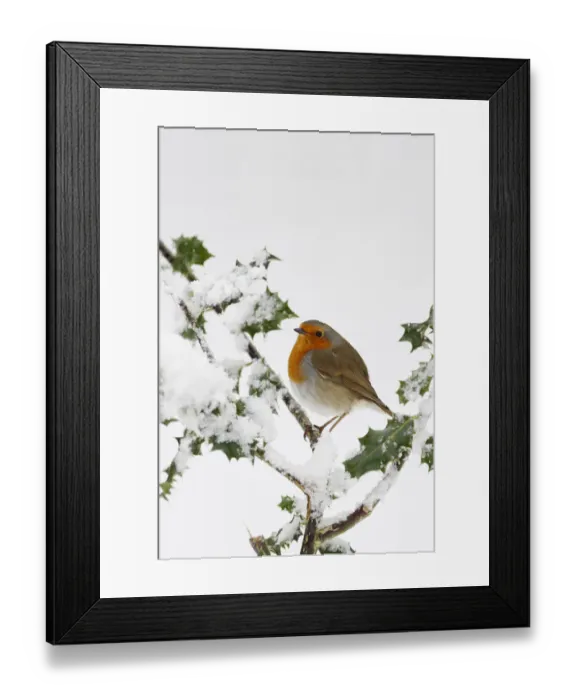 Framed Print : Robin (Erithacus rubecula) perched on snow covered Holly, Wales, UK Framed Print : Robin (Erithacus rubecula) perched on snow covered Holly, Wales, UK