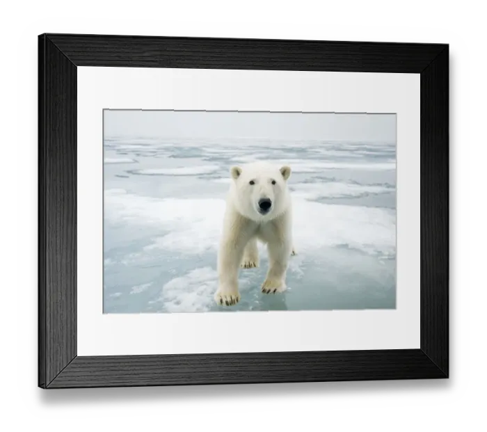 Framed Print : Polar bear (Ursus maritimus) on sea ice, off the coast of Svalbard, Norway Framed Print : Polar bear (Ursus maritimus) on sea ice, off the coast of Svalbard, Norway