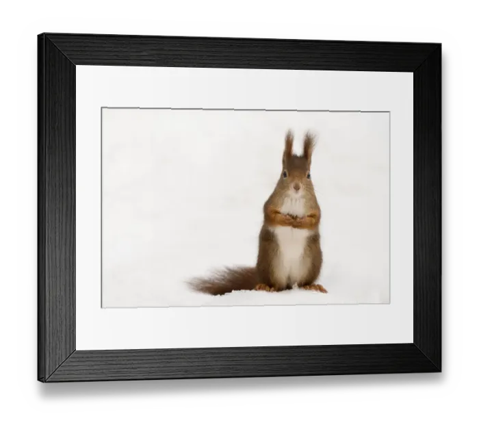 Framed Print : Red squirrel (Sciurus vulgaris) sitting upright in deep snow, Austria, Europe Framed Print : Red squirrel (Sciurus vulgaris) sitting upright in deep snow, Austria, Europe