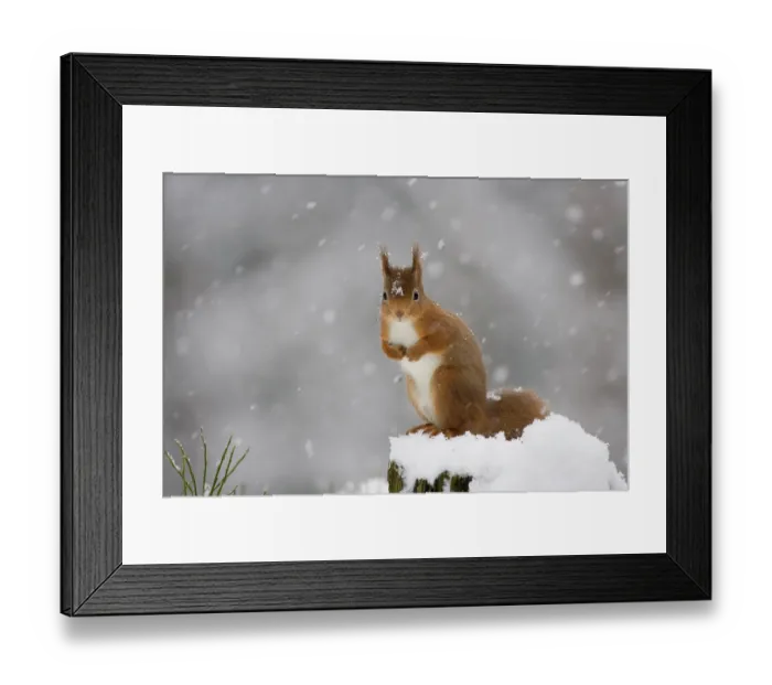Framed Print : Red squirrel (Sciurus vulgaris) sitting on snow covered tree stump, Glenfeshie, Cairngorms NP, Scotland, February 2009 Framed Print : Red squirrel (Sciurus vulgaris) sitting on snow covered tree stump, Glenfeshie, Cairngorms NP, Scotland, February 2009