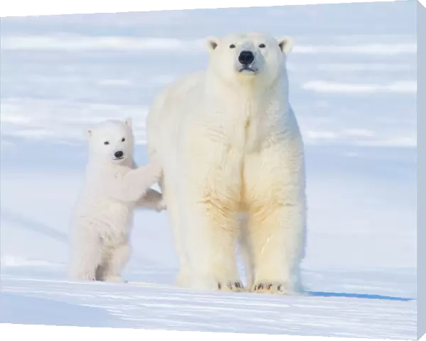 Polar bear (Ursus maritimus) sow standing with her cub outside their den in late winter