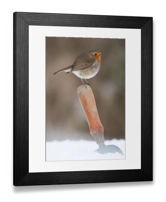 Framed Print : Robin (Erithacus rubecula) resting on trowel handle in a garden, Nr Bradworthy, Devon, England, UK Framed Print : Robin (Erithacus rubecula) resting on trowel handle in a garden, Nr Bradworthy, Devon, England, UK