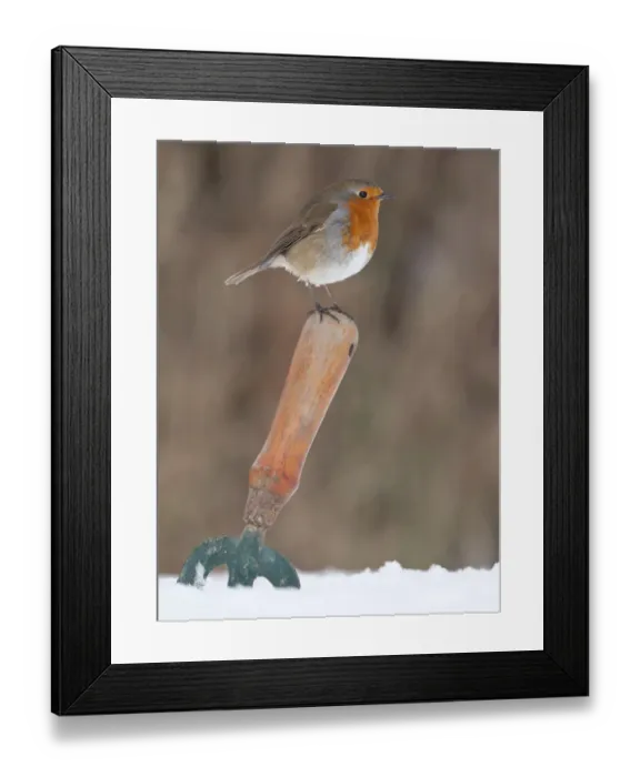 Framed Print : Robin (Erithacus rubecula) resting on garden trowel in the snow, Nr Bradworthy, Devon, England, UK Framed Print : Robin (Erithacus rubecula) resting on garden trowel in the snow, Nr Bradworthy, Devon, England, UK