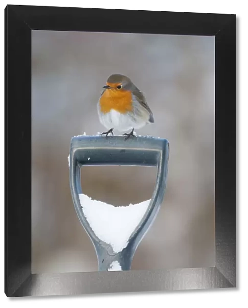 Adult Robin (Erithacus rubecula) perched on spade handle in the snow in winter, Scotland