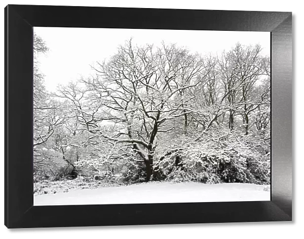 Oak tree (Quercus robur) covered in snow, Epping Forest, London, UK, January