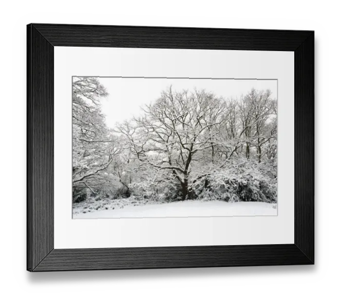 Framed Print : Oak tree (Quercus robur) covered in snow, Epping Forest, London, UK, January Framed Print : Oak tree (Quercus robur) covered in snow, Epping Forest, London, UK, January