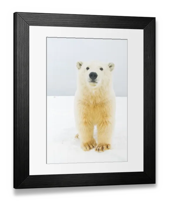 Framed Print : Polar bear (Ursus maritimus) curious young bear along Bernard Spit, a barrier island Framed Print : Polar bear (Ursus maritimus) curious young bear along Bernard Spit, a barrier island