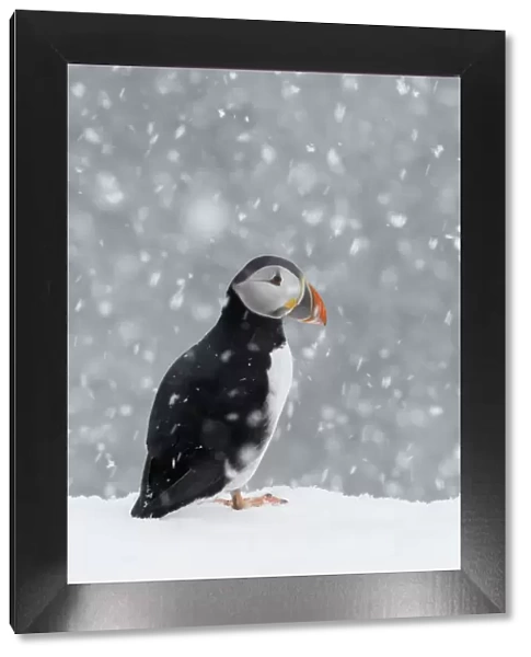 Puffin (Fratercula arctica) portrait in the snow, Norway, March