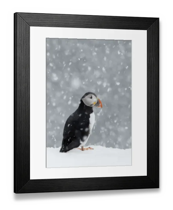 Framed Print : Puffin (Fratercula arctica) portrait in the snow, Norway, March Framed Print : Puffin (Fratercula arctica) portrait in the snow, Norway, March