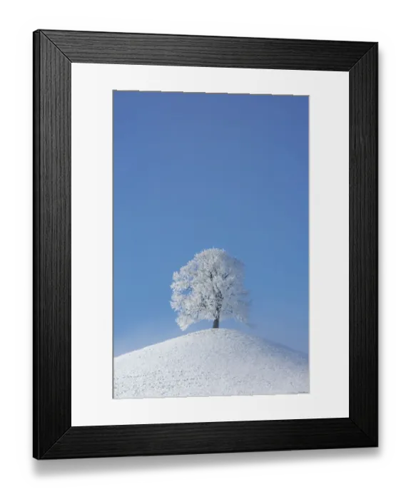 Framed Print : Linden tree (Tilia sp. ) with heavy frost on small hill. Switzerland, Europe, December Framed Print : Linden tree (Tilia sp. ) with heavy frost on small hill. Switzerland, Europe, December