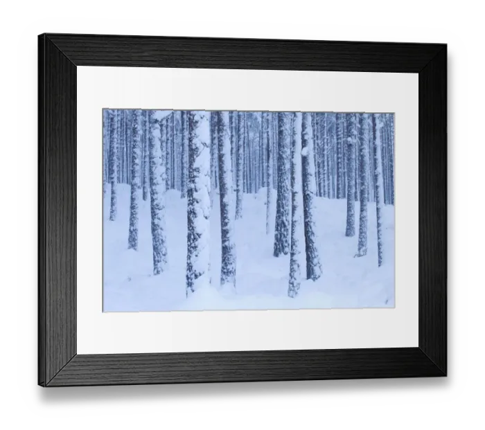 Framed Print : Scots Pine forest in winter, Abernethy Forest, Cairngorms National Park, Scotland Framed Print : Scots Pine forest in winter, Abernethy Forest, Cairngorms National Park, Scotland