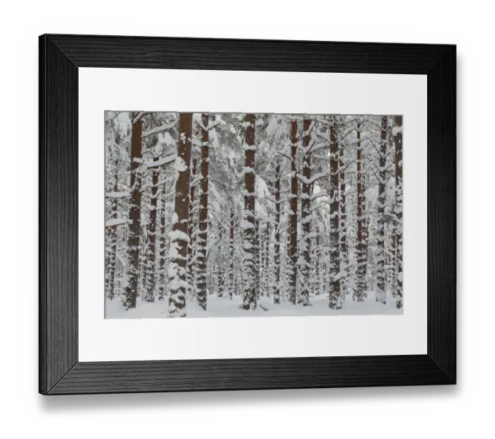 Framed Print : Commercial pine woodland (Pinus sylvestris) in winter, Cairngorms National Park, Scotland