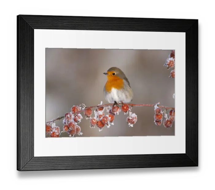 Framed Print : Adult Robin (Erithacus rubecula) in winter, perched on twig with frozen crab apples Framed Print : Adult Robin (Erithacus rubecula) in winter, perched on twig with frozen crab apples