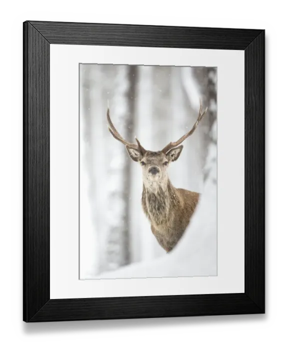 Framed Print : Red deer (Cervus elaphus) stag in the snow, Scotland, March Framed Print : Red deer (Cervus elaphus) stag in the snow, Scotland, March