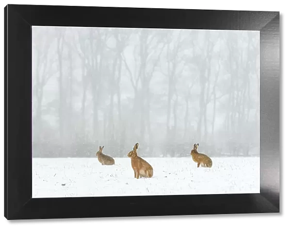 Brown hare (Lepus europaeus) three adults in snow covered field during a snow fall, Derbyshire, UK, February