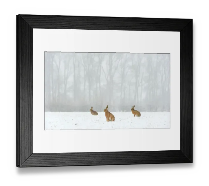Framed Print : Brown hare (Lepus europaeus) three adults in snow covered field during a snow fall, Derbyshire, UK, February Framed Print : Brown hare (Lepus europaeus) three adults in snow covered field during a snow fall, Derbyshire, UK, February