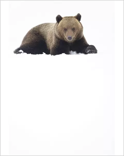 European brown bear (Ursus arctos) resting in the snow, Finland, April