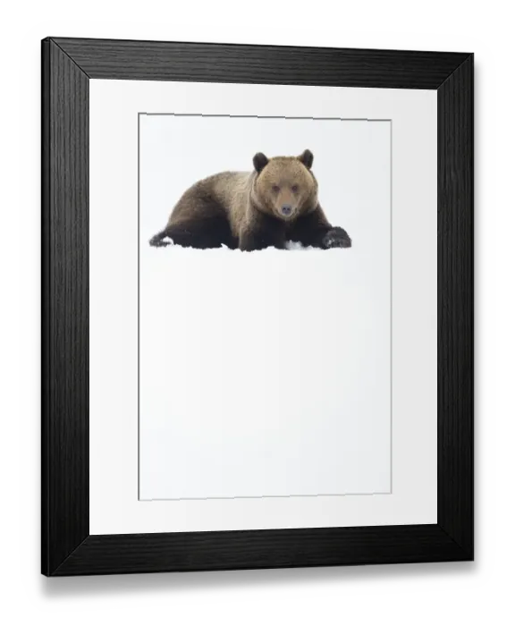 Framed Print : European brown bear (Ursus arctos) resting in the snow, Finland, April Framed Print : European brown bear (Ursus arctos) resting in the snow, Finland, April