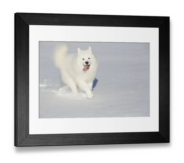 Framed Print : Samoyed dog running in in snow, Ledyard, Connecticut, USA Framed Print : Samoyed dog running in in snow, Ledyard, Connecticut, USA