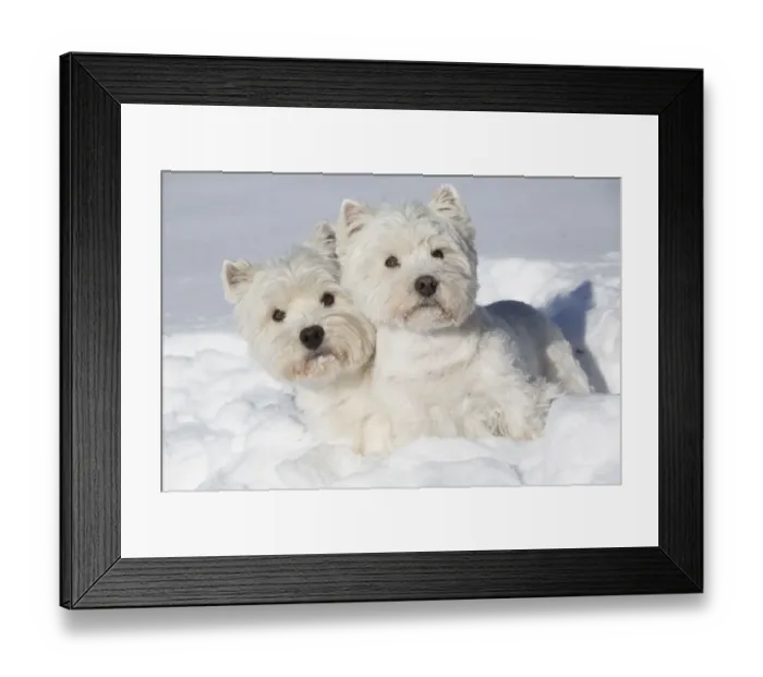 Framed Print : West Highland Terriers in snow, Vernon, Connecticut, USA Framed Print : West Highland Terriers in snow, Vernon, Connecticut, USA