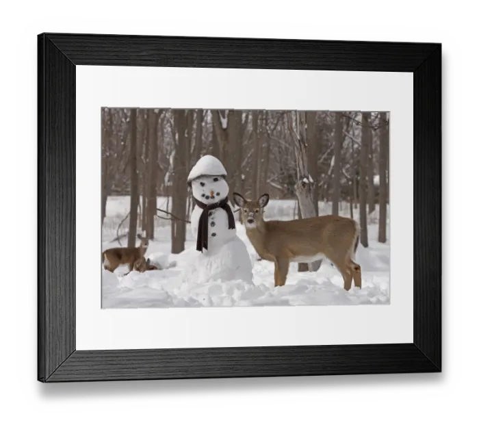 Framed Print : White-tailed deer (Odocoileus virginianus) with snowman, New York, USA Framed Print : White-tailed deer (Odocoileus virginianus) with snowman, New York, USA