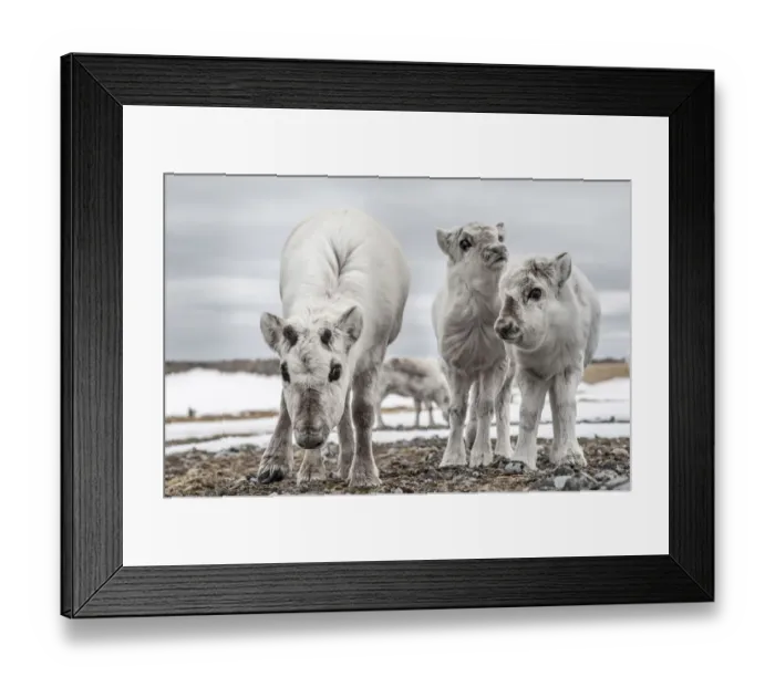 Framed Print : Svalbard reindeer (Rangifer tarandus platyrhynchus) mother and calves, Svalbard, Norway Framed Print : Svalbard reindeer (Rangifer tarandus platyrhynchus) mother and calves, Svalbard, Norway