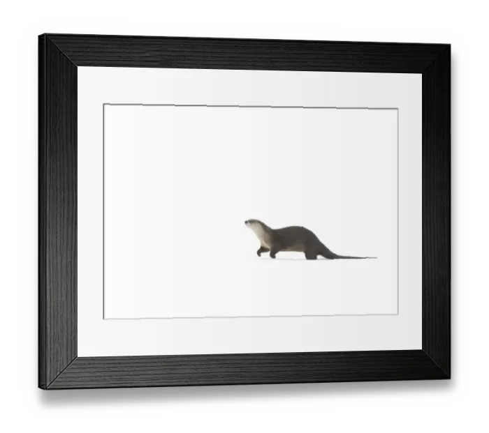 Framed Print : North American river otter (Lontra canadensis) playing in snow, Yellowstone National Park Framed Print : North American river otter (Lontra canadensis) playing in snow, Yellowstone National Park