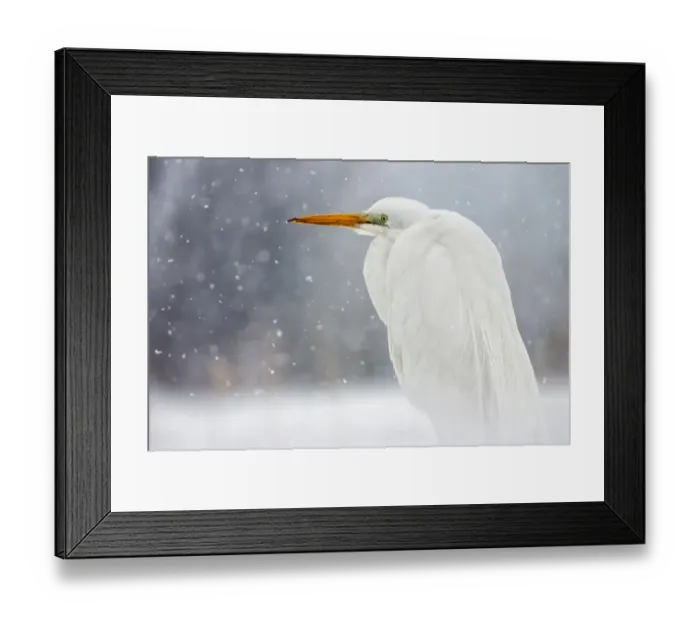 Framed Print : Great egret (Ardea alba) in snow, Lake Csaj, Kiskunsagi National Park, Pusztaszer, Hungary Framed Print : Great egret (Ardea alba) in snow, Lake Csaj, Kiskunsagi National Park, Pusztaszer, Hungary