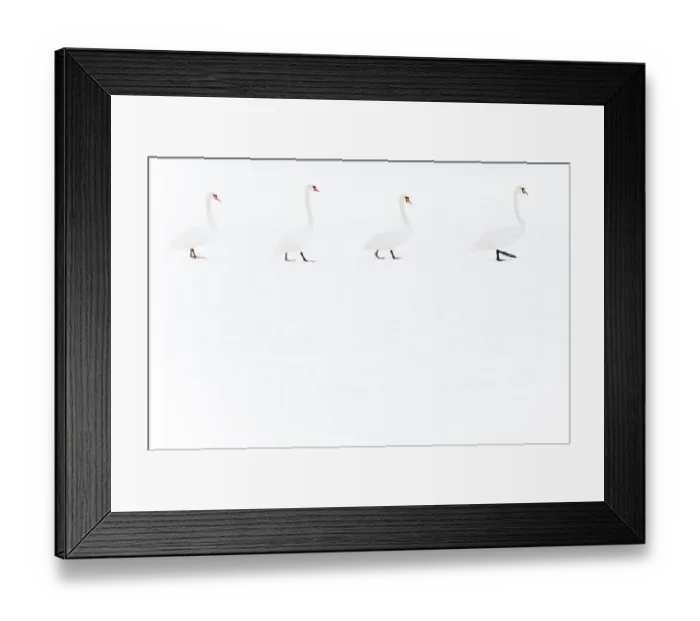 Framed Print : Four Mute swans (Cygnus olor) walking over snow, Hazerswoude, The Netherlands, February Framed Print : Four Mute swans (Cygnus olor) walking over snow, Hazerswoude, The Netherlands, February