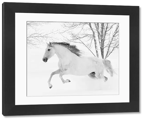 RF - Grey Andalusian mare running in snow, Berthoud, Colorado, USA. January