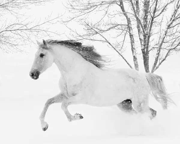RF - Grey Andalusian mare running in snow, Berthoud, Colorado, USA. January