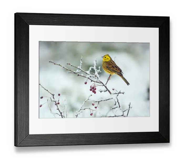 Framed Print : Yellowhammer (Emberiza citinella) in winter hedgerow, Norfolk, England, UK, December Framed Print : Yellowhammer (Emberiza citinella) in winter hedgerow, Norfolk, England, UK, December