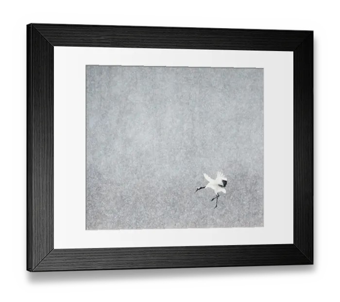 Framed Print : Japanese / Red-crowned crane (Grus japonicus) one coming into land, Hokkaido Japan February Framed Print : Japanese / Red-crowned crane (Grus japonicus) one coming into land, Hokkaido Japan February