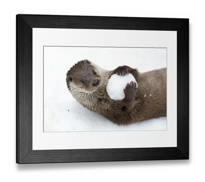 Framed Print : European otter (Lutra lutra) with snow ball, Bavarian Forest National Park, Germany, January Framed Print : European otter (Lutra lutra) with snow ball, Bavarian Forest National Park, Germany, January
