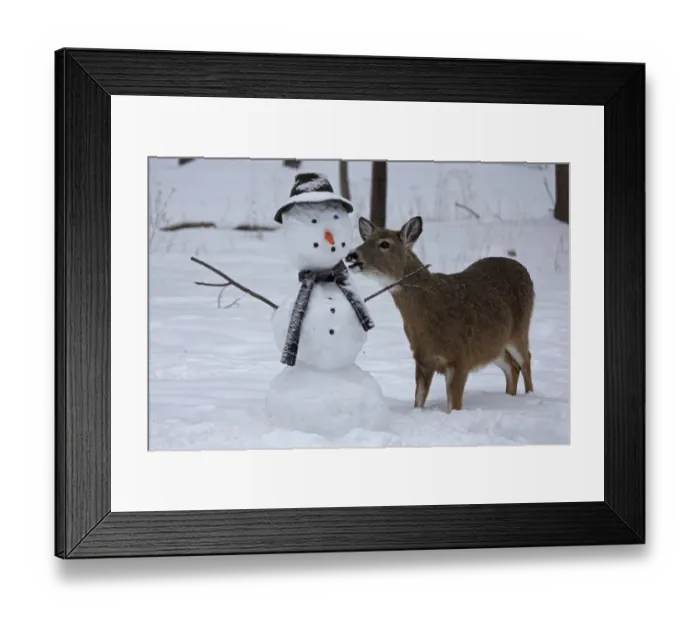 Framed Print : Female White-tailed deer (Odocoileus virginianus) with snowman, New York, USA, February Framed Print : Female White-tailed deer (Odocoileus virginianus) with snowman, New York, USA, February