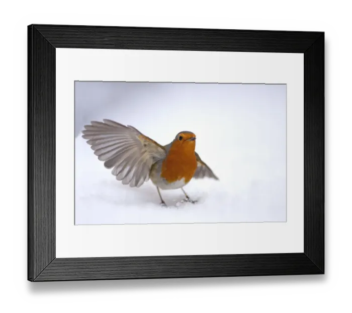 Framed Print : Robin (Erithacus rubecula) taking off from snow, Hampstead Heath, London, UK, January Framed Print : Robin (Erithacus rubecula) taking off from snow, Hampstead Heath, London, UK, January