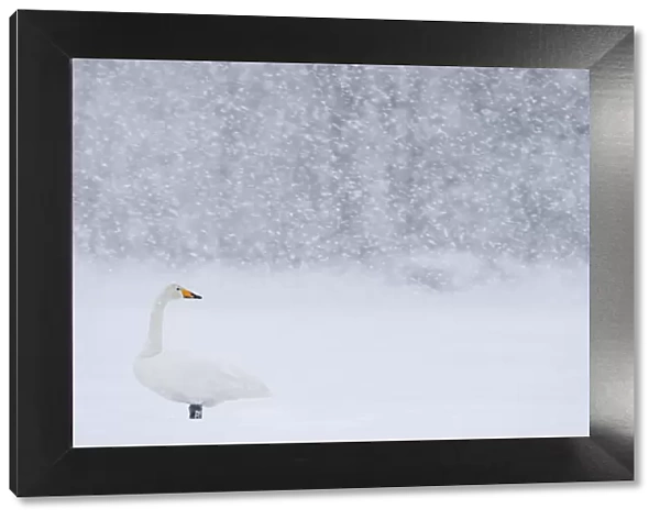 Whooper Swan (Cygnus cygnus) standing in snowfall, Hokkaido, Japan, February
