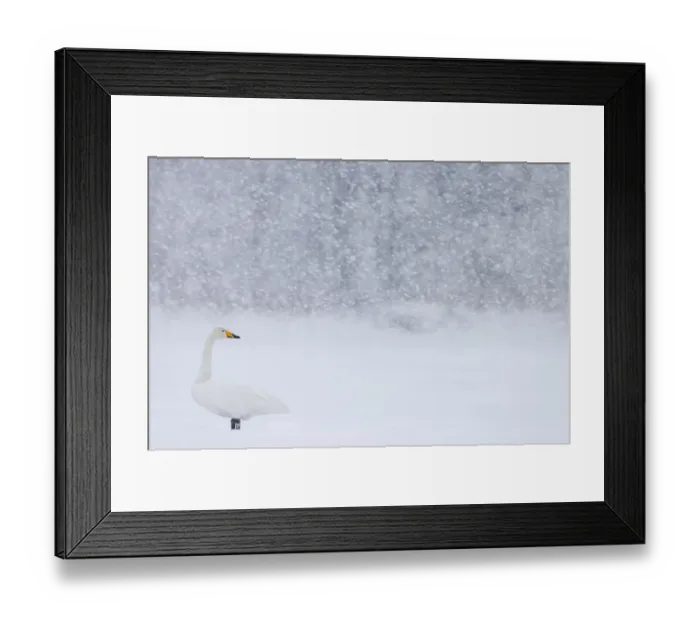 Framed Print : Whooper Swan (Cygnus cygnus) standing in snowfall, Hokkaido, Japan, February Framed Print : Whooper Swan (Cygnus cygnus) standing in snowfall, Hokkaido, Japan, February