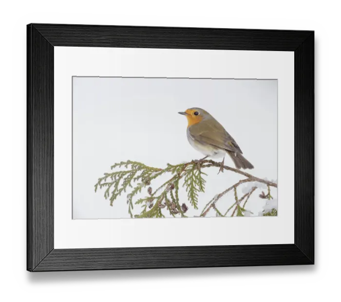 Framed Print : European robin (Erithacus rubecula) perched on snowy branch, Southern Norway. January Framed Print : European robin (Erithacus rubecula) perched on snowy branch, Southern Norway. January